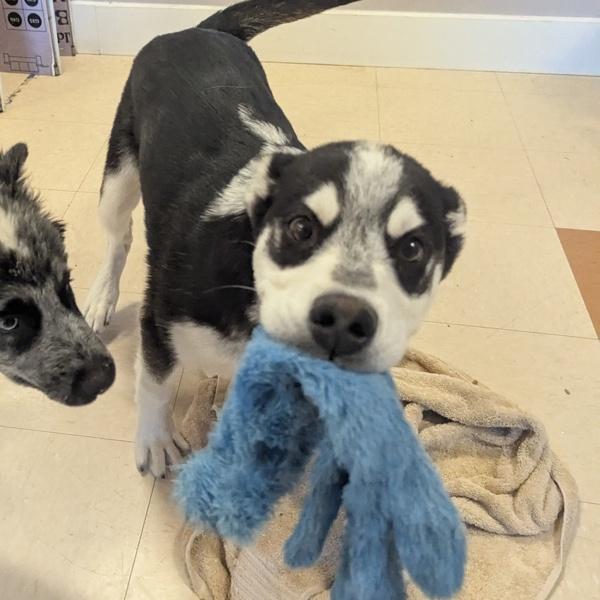 Enlarge Jack, a Adoptable mixed breed in Santa Rosa, CA image 1/4