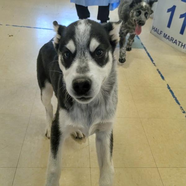 Enlarge Jack, a Adoptable mixed breed in Santa Rosa, CA image 2/4