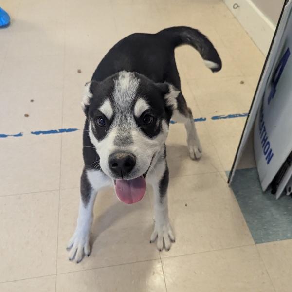 Enlarge Jack, a Adoptable mixed breed in Santa Rosa, CA image 3/4