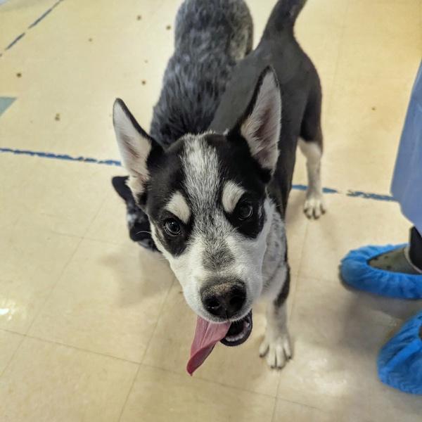 Enlarge Jack, a Adoptable mixed breed in Santa Rosa, CA image 4/4