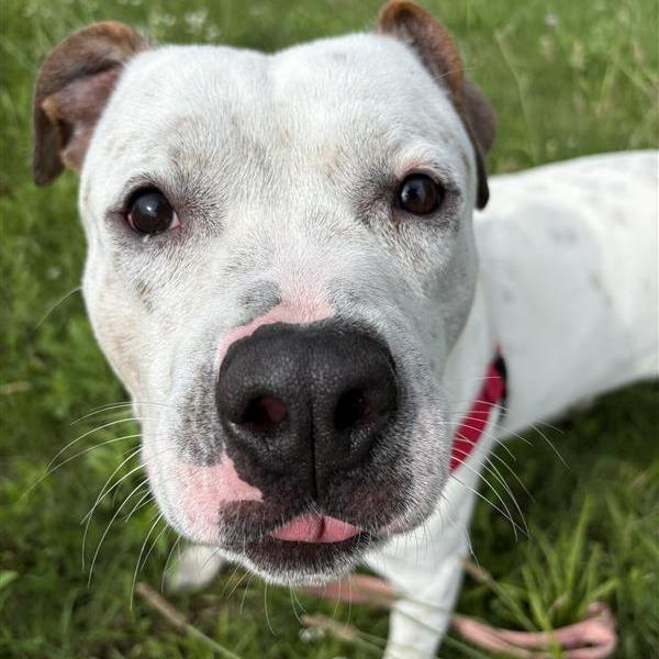 Brick, Adoptable, Adult Male Mixed Breed.
