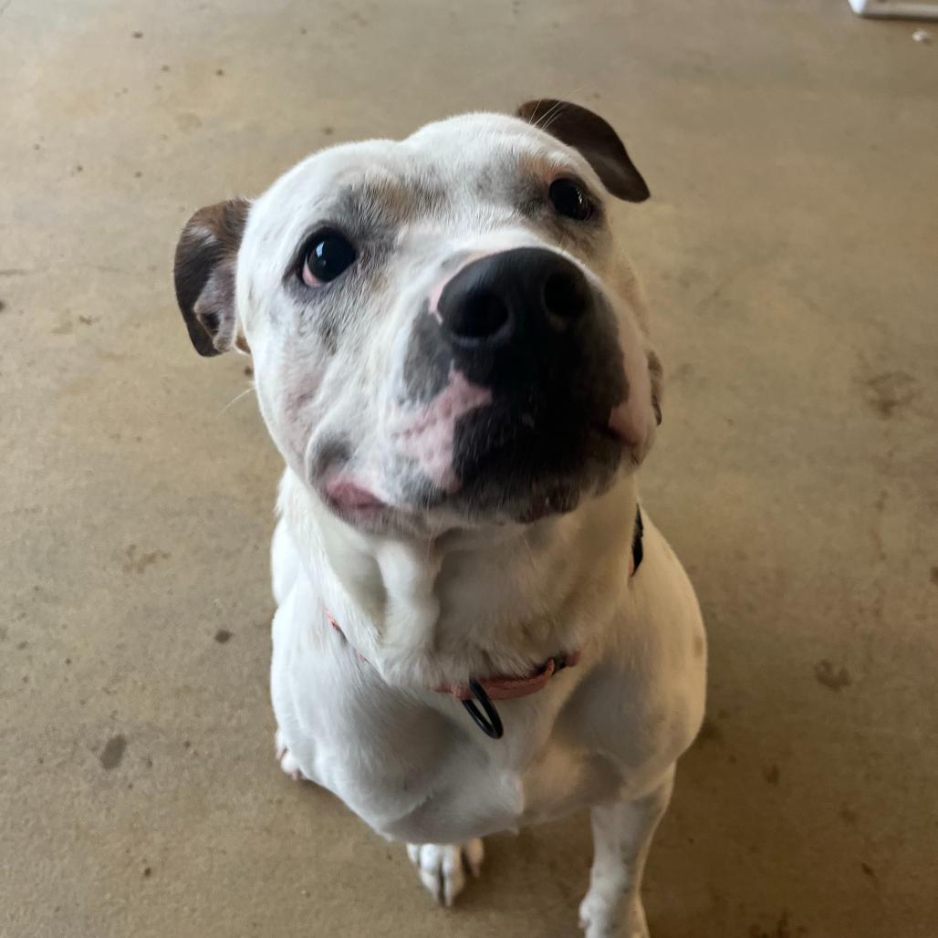 Enlarge Brick, a Adoptable Mixed Breed in Bentonville, AR image 2/6