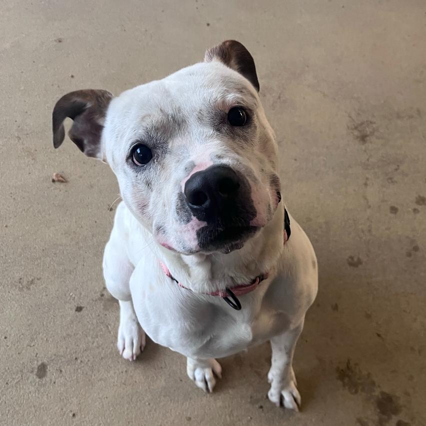 Enlarge Brick, a Adoptable Mixed Breed in Bentonville, AR image 4/6