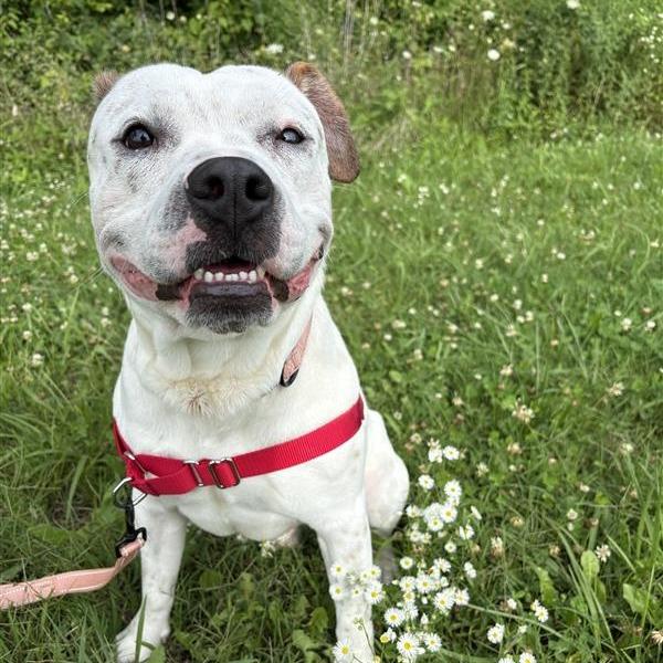Enlarge Brick, a Adoptable Mixed Breed in Bentonville, AR image 5/6