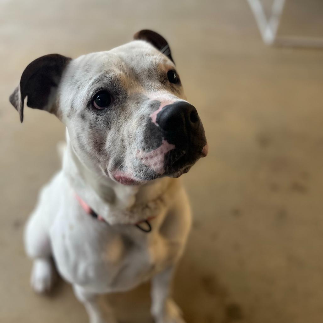 Enlarge Brick, a Adoptable Mixed Breed in Bentonville, AR image 6/6