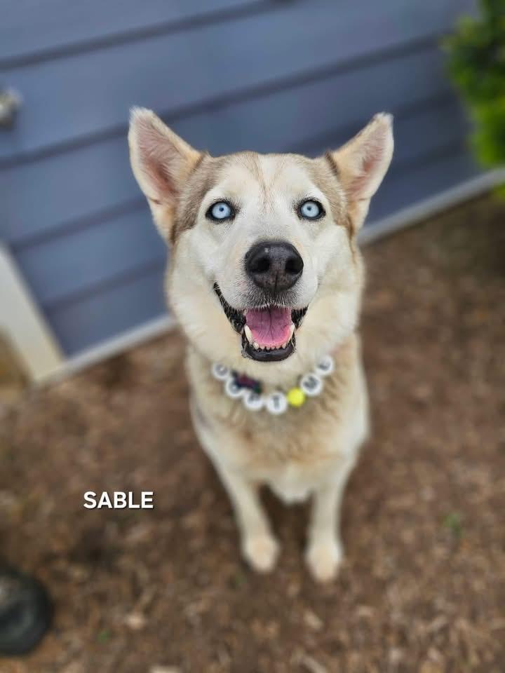 Sable, Adoptable, Adult Female Husky.