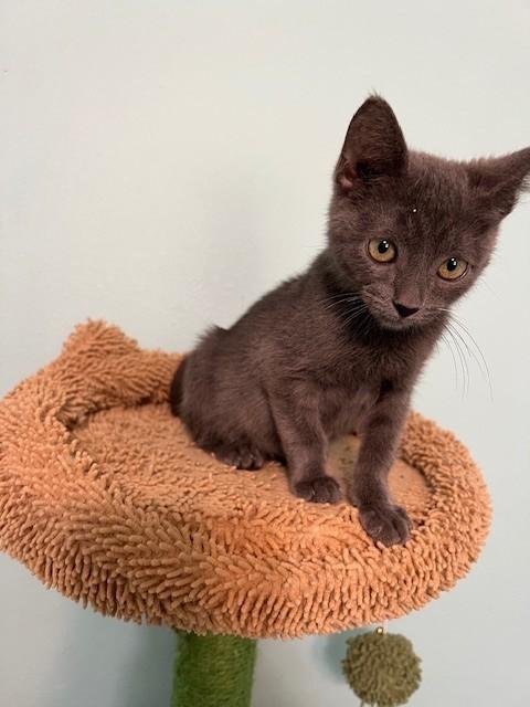 Enlarge Ames (Gains - Siamese is bonded to Ames), a Adoptable mixed breed in Enfield, CT image 2/6