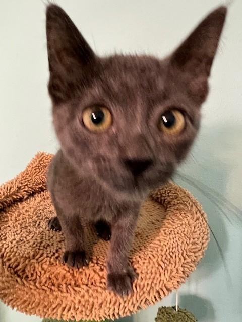 Enlarge Ames (Gains - Siamese is bonded to Ames), a Adoptable mixed breed in Enfield, CT image 4/6