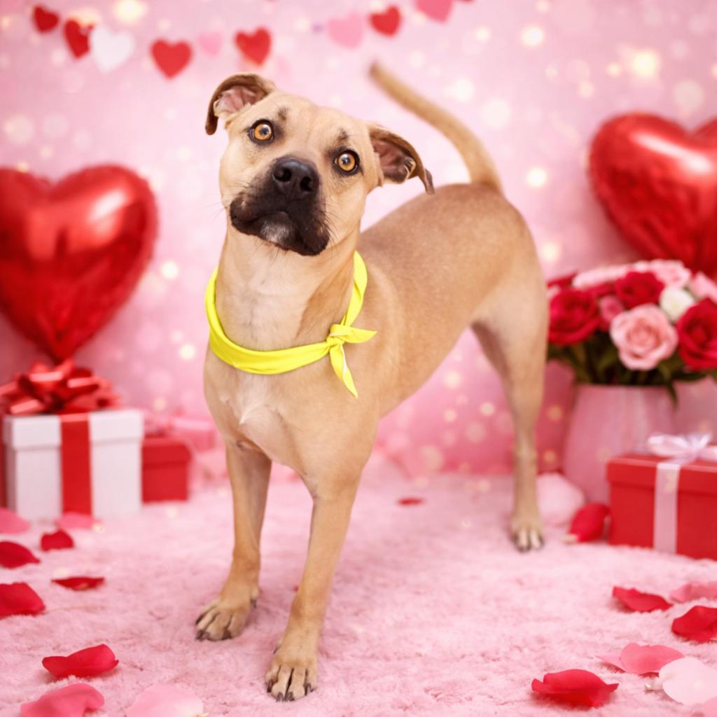 Copper, ADOPTABLE, Adult Male Puggle.