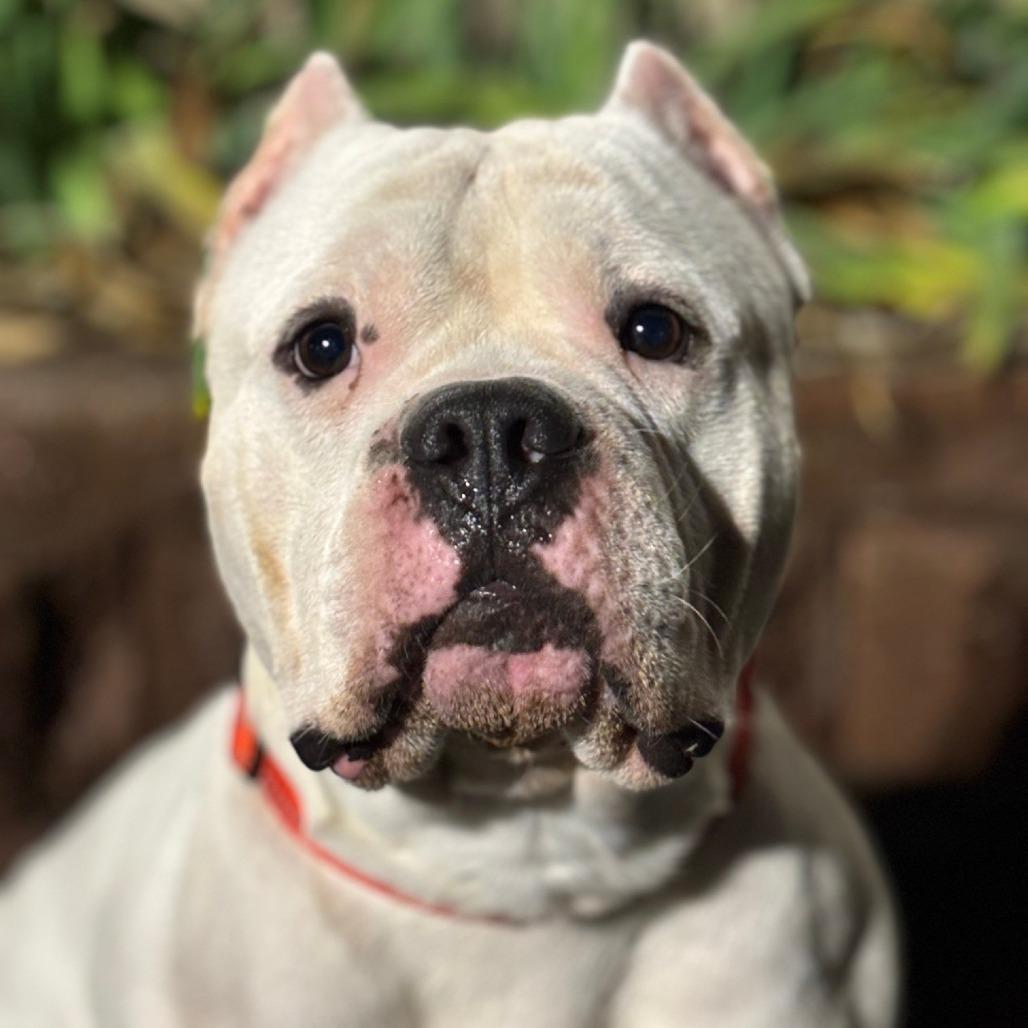 Enlarge Lobo, a Adoptable Pit Bull Terrier in Birdsboro, PA image 3/6
