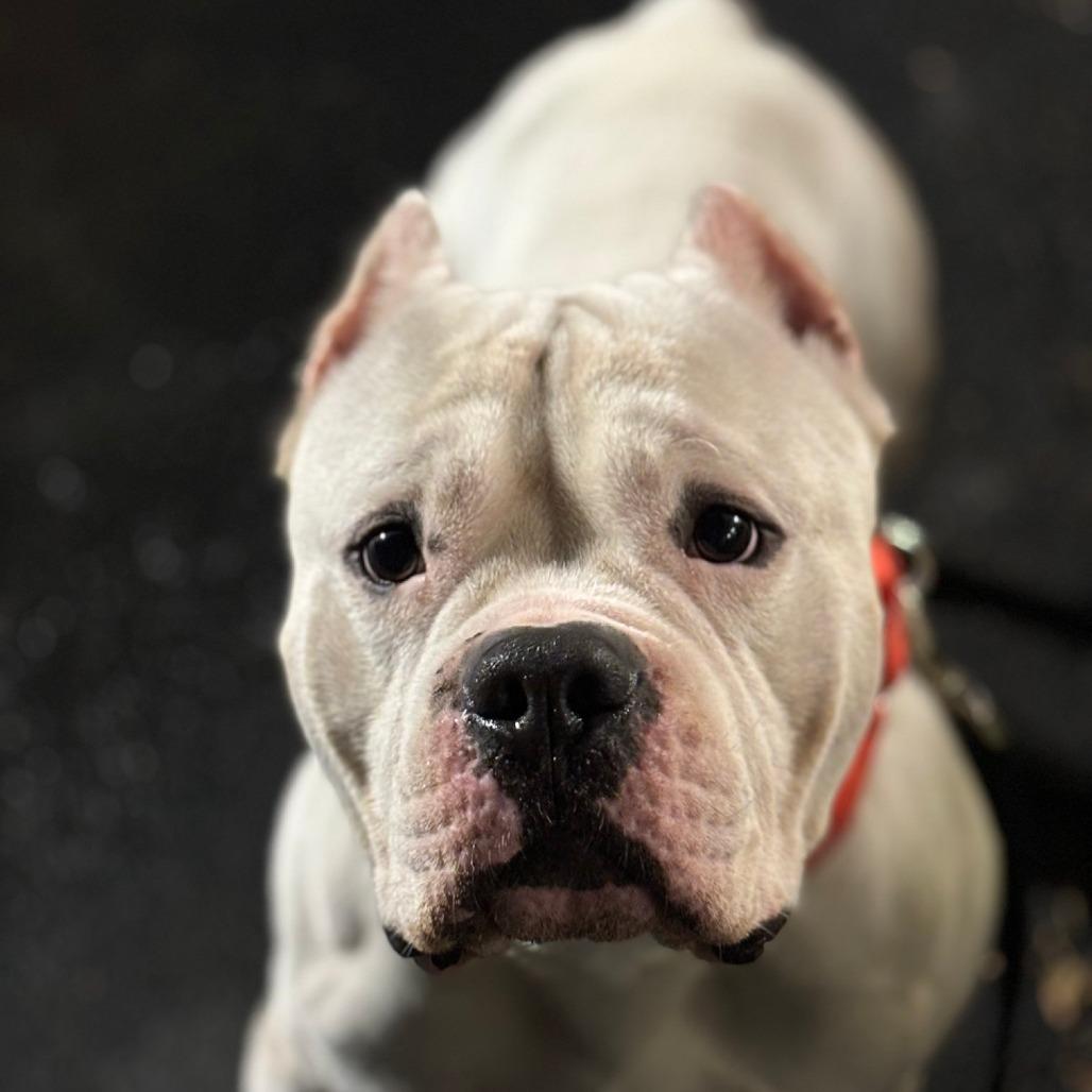 Enlarge Lobo, a Adoptable Pit Bull Terrier in Birdsboro, PA image 4/6