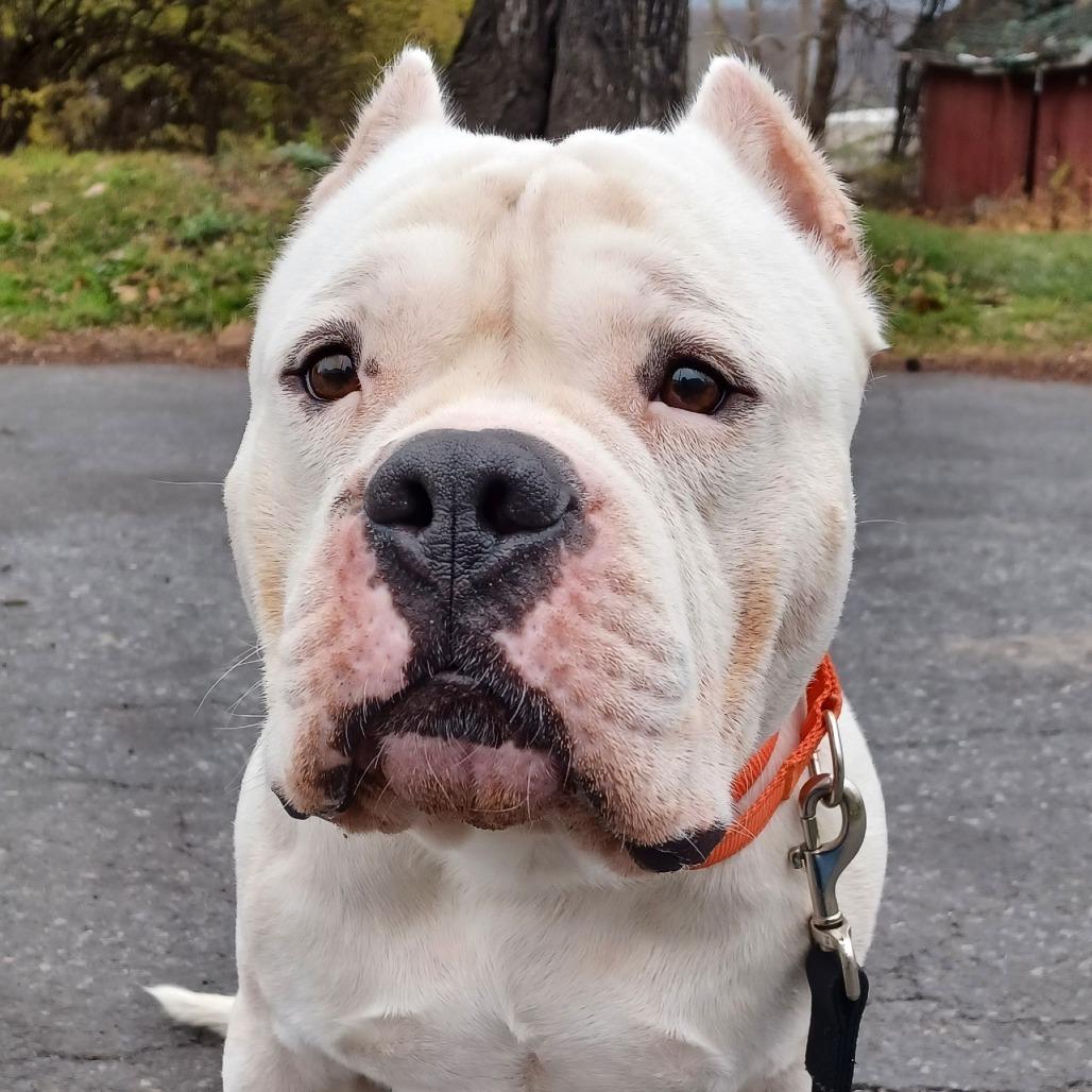 Enlarge Lobo, a Adoptable Pit Bull Terrier in Birdsboro, PA image 5/6