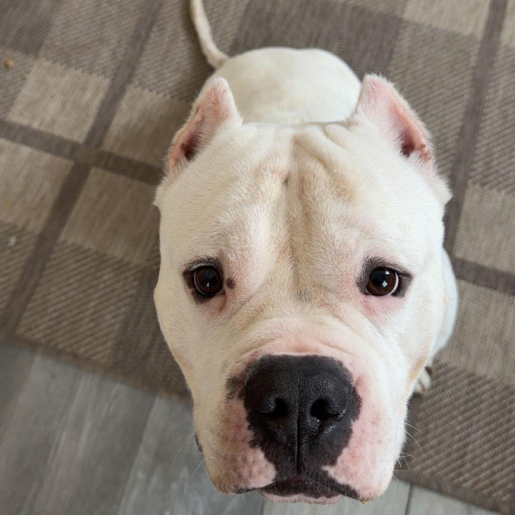 Enlarge Lobo, a Adoptable Pit Bull Terrier in Birdsboro, PA image 6/6