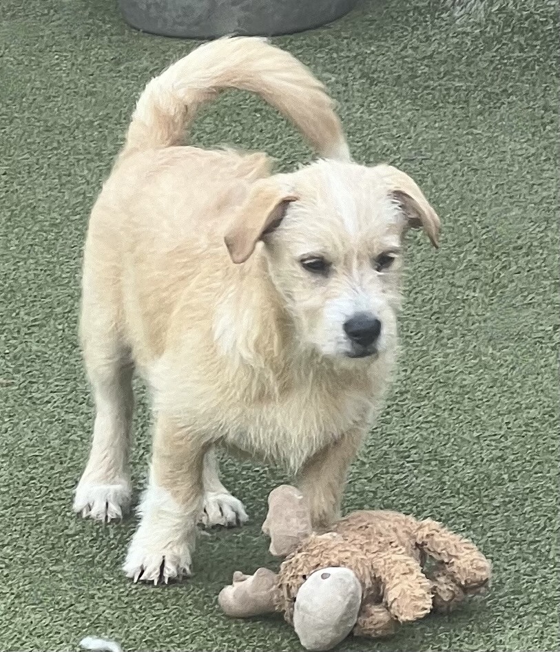 Dog for adoption BIRCH, a Terrier Mix in Nanuet, NY Petfinder