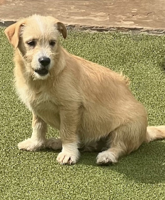 Dog for adoption BIRCH, a Terrier Mix in Nanuet, NY Petfinder