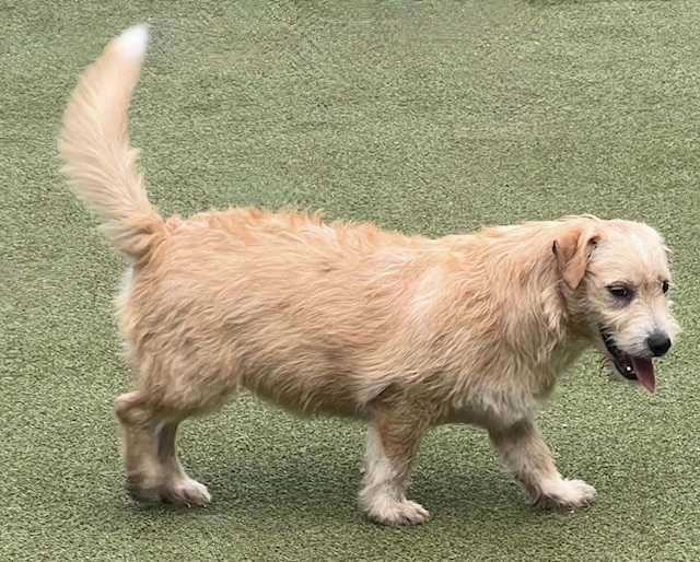 Dog for adoption BIRCH, a Terrier Mix in Nanuet, NY Petfinder