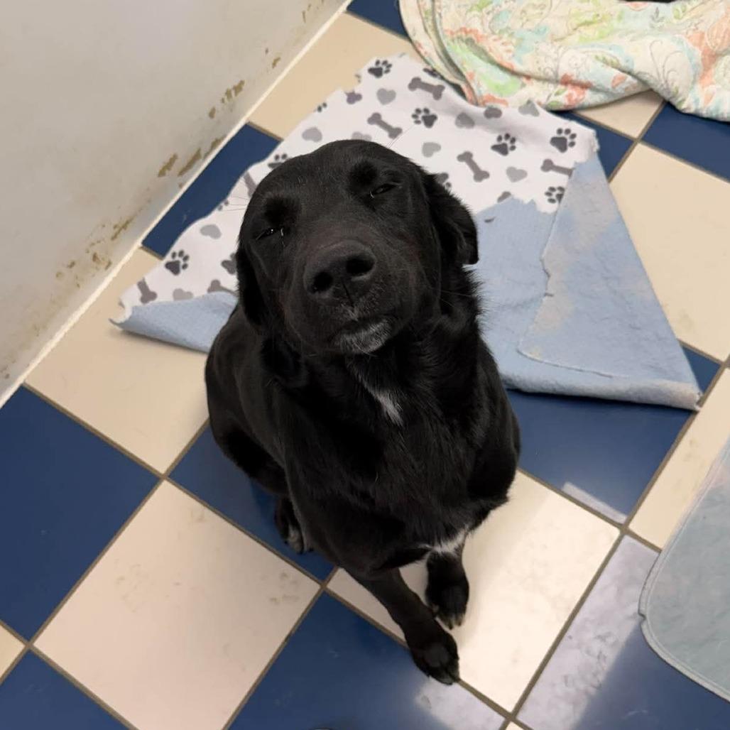 Enlarge Ella, a Adoptable Black Labrador Retriever in Gordonsville, TN image 2/6