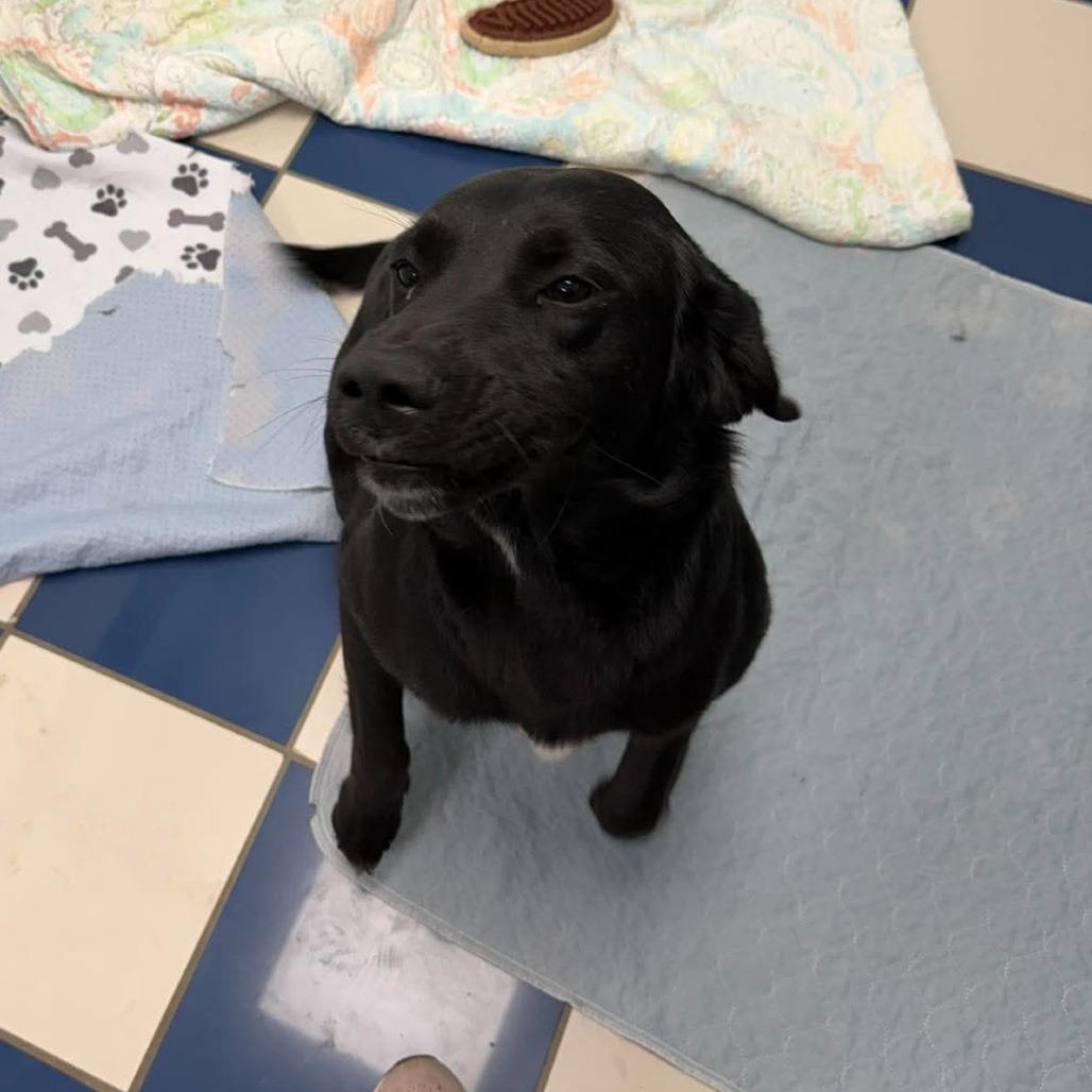 Enlarge Ella, a Adoptable Black Labrador Retriever in Gordonsville, TN image 3/6