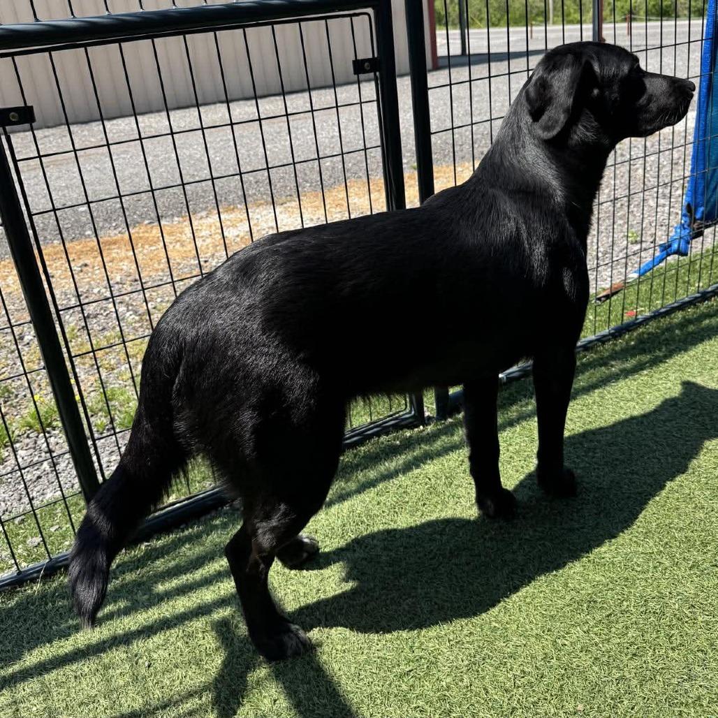 Enlarge Ella, a Adoptable Black Labrador Retriever in Gordonsville, TN image 4/6