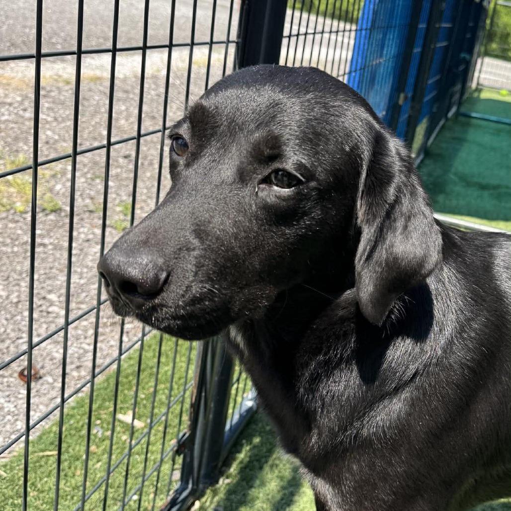 Enlarge Ella, a Adoptable Black Labrador Retriever in Gordonsville, TN image 5/6