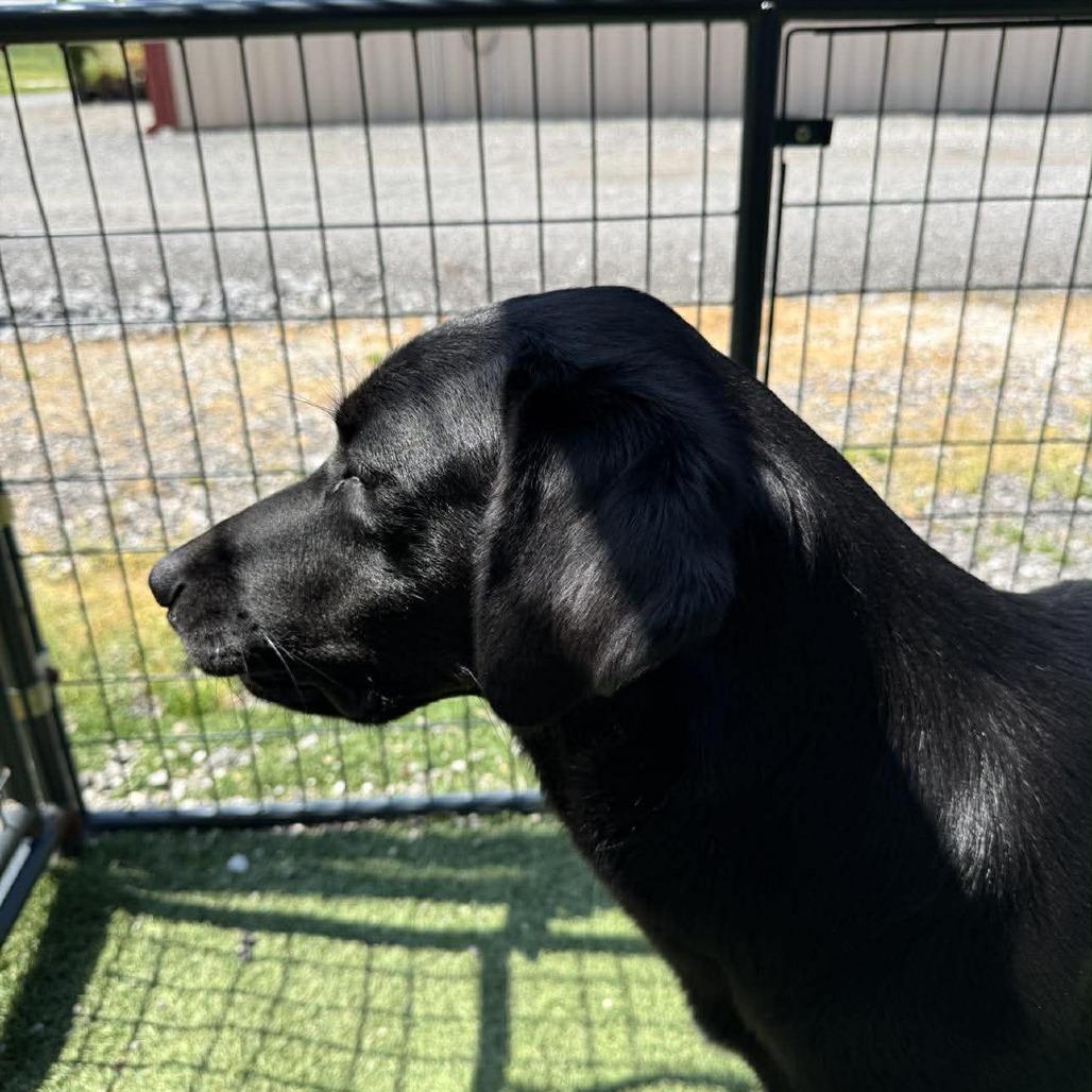Enlarge Ella, a Adoptable Black Labrador Retriever in Gordonsville, TN image 6/6