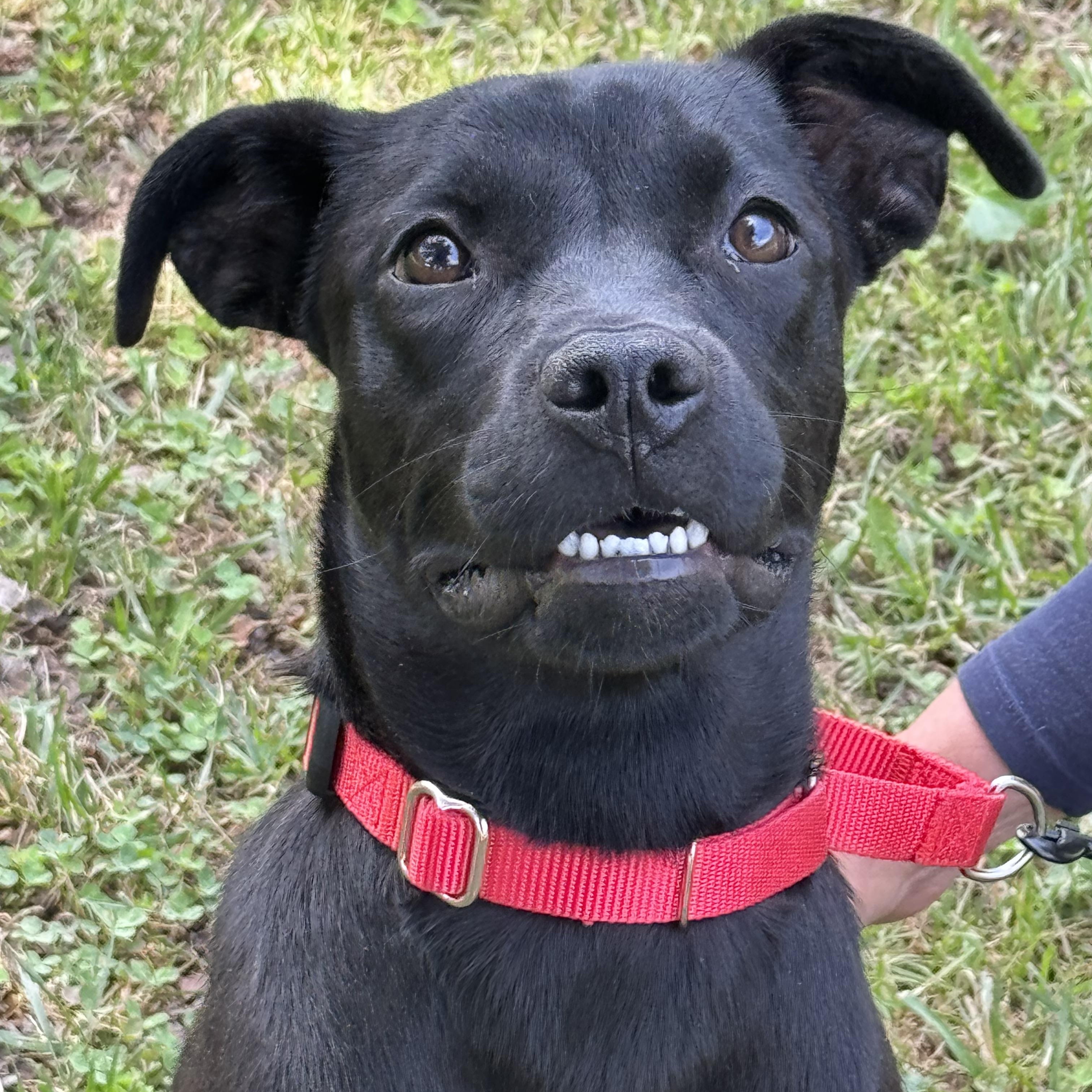 Delta Dawn, a ADOPTABLE mixed breed in Richmond, VA image 6/6