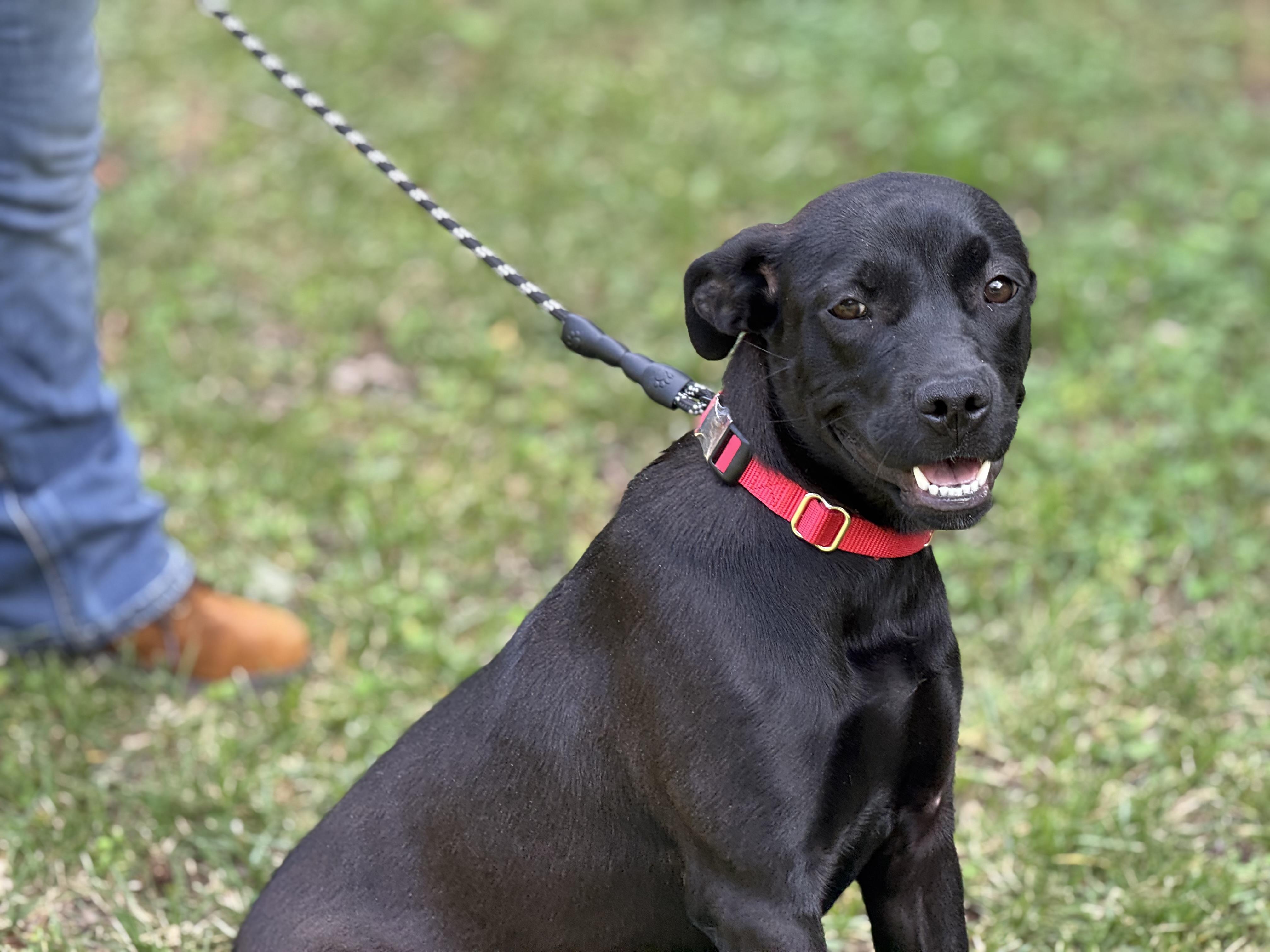 Delta Dawn, a ADOPTABLE mixed breed in Richmond, VA image 5/6
