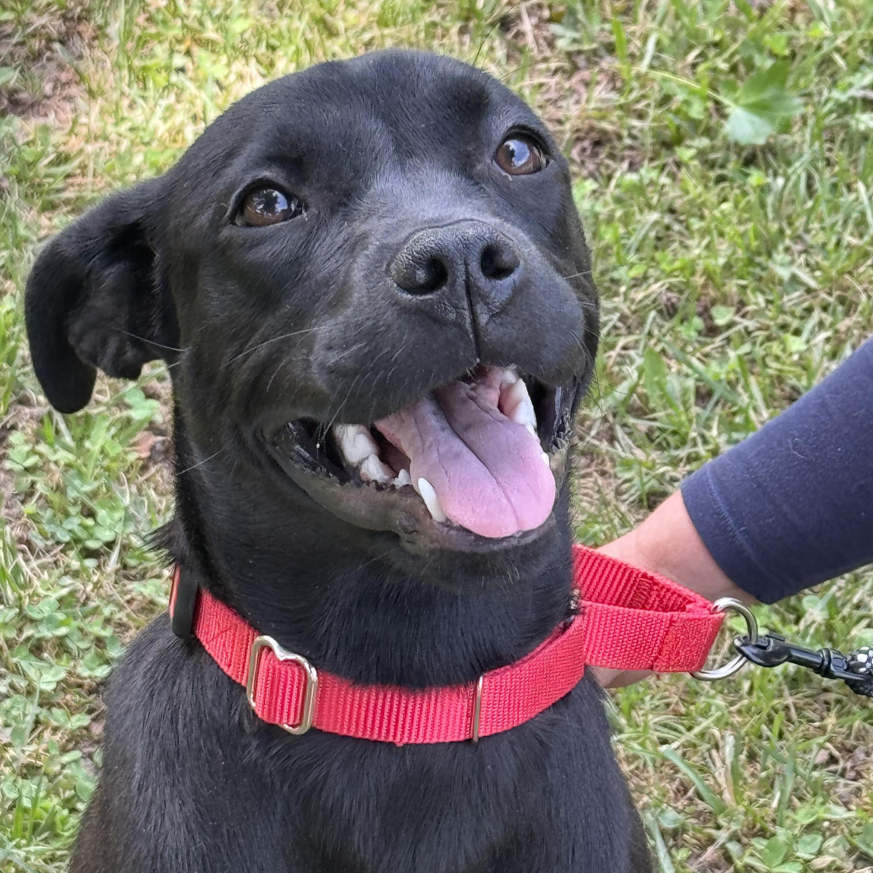 Delta Dawn, ADOPTABLE, Young Female Terrier & Labrador Retriever.