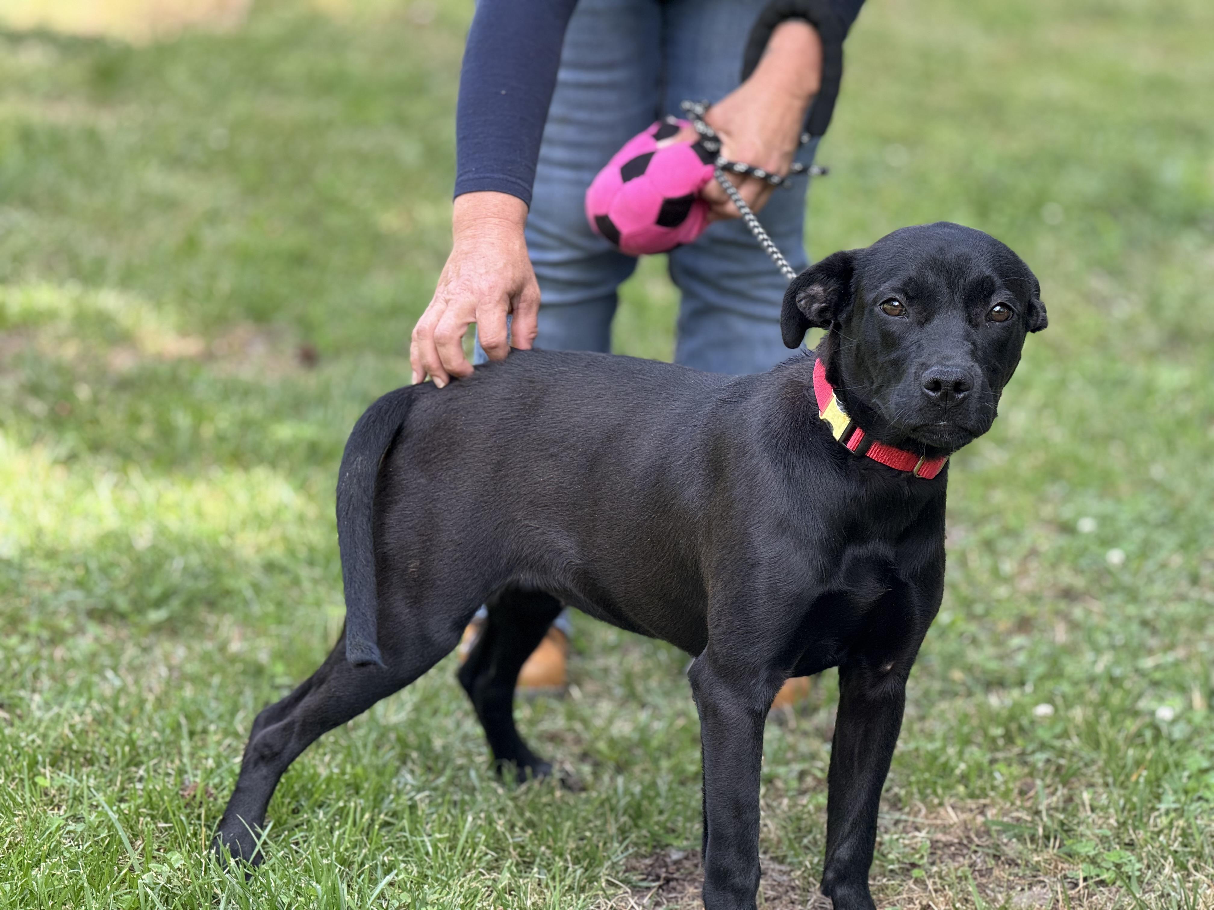 Delta Dawn, a ADOPTABLE mixed breed in Richmond, VA image 2/6