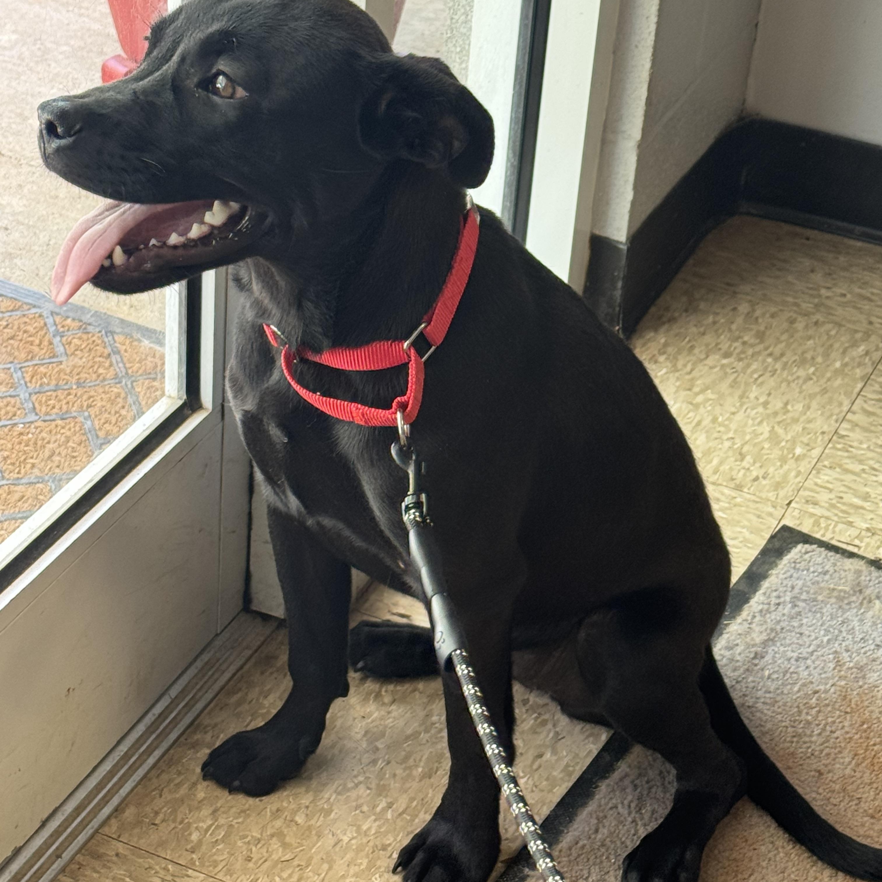 Delta Dawn, a ADOPTABLE mixed breed in Richmond, VA image 4/6
