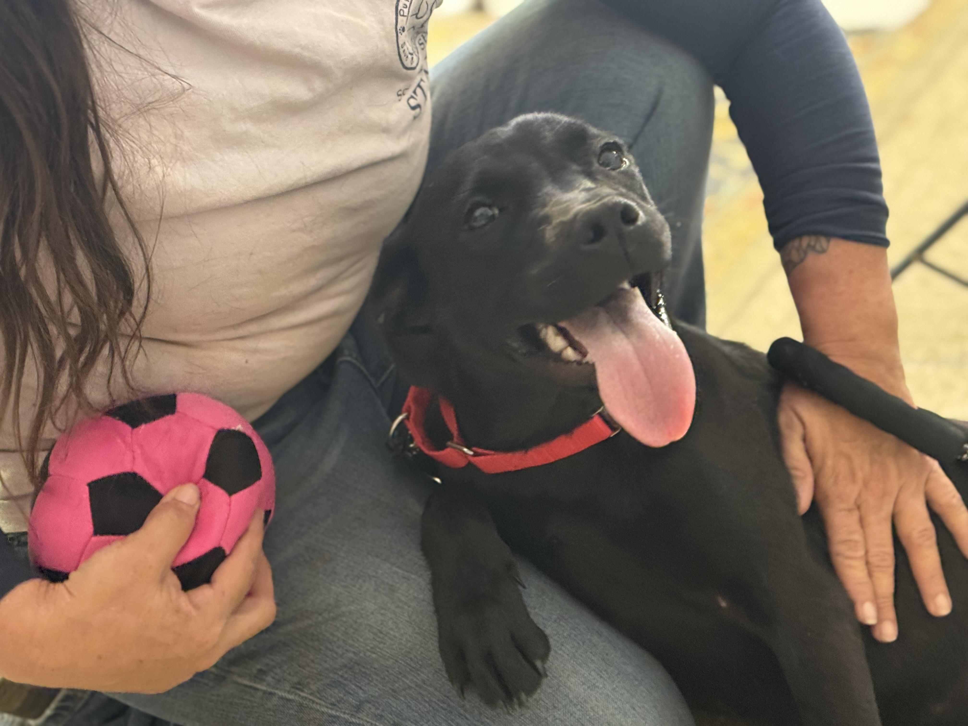 Delta Dawn, a ADOPTABLE mixed breed in Richmond, VA image 3/6