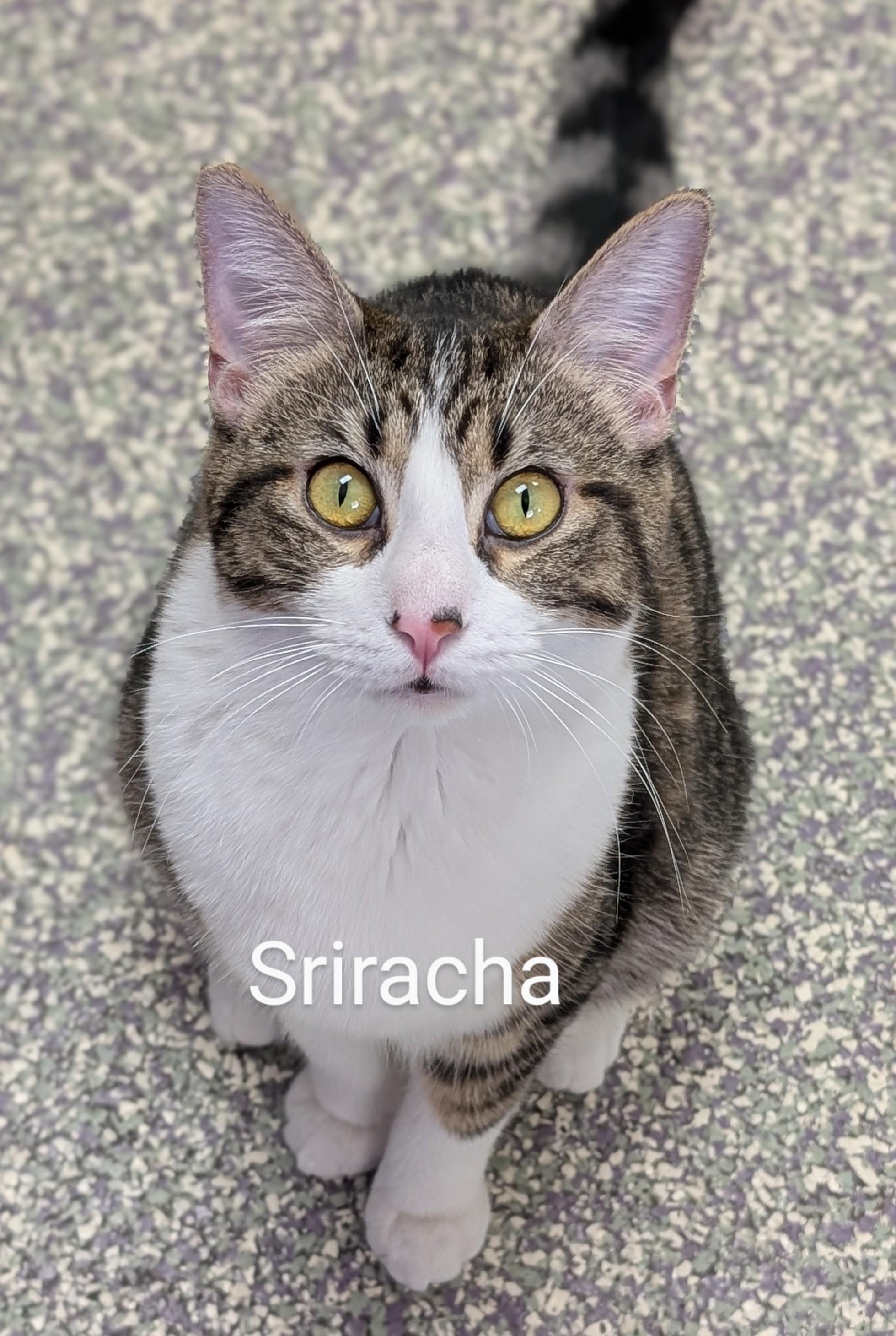 Sriracha
