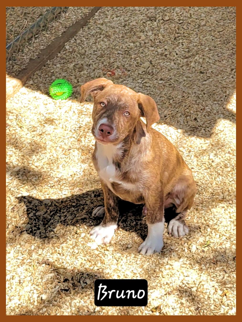 Enlarge Bruno, a ADOPTABLE mixed breed in Granbury, TX image 2/2