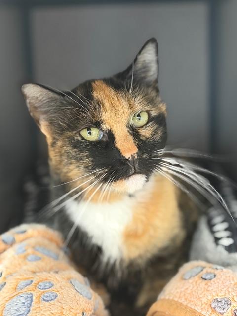 Enlarge Chai, a Adoptable Calico in Gardnerville, NV image 1/3