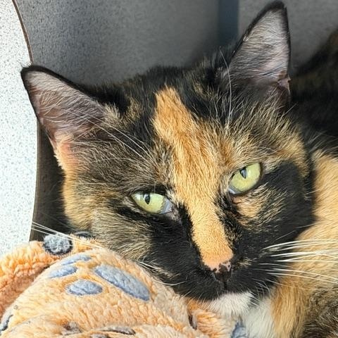 Chai, Adoptable, Adult Female Calico.