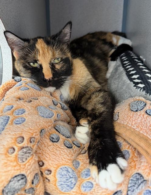 Enlarge Chai, a Adoptable Calico in Gardnerville, NV image 3/3