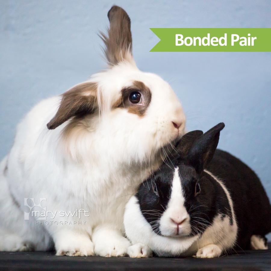 Daisy (bonded with Rome), ADOPTABLE, Adult Female American.