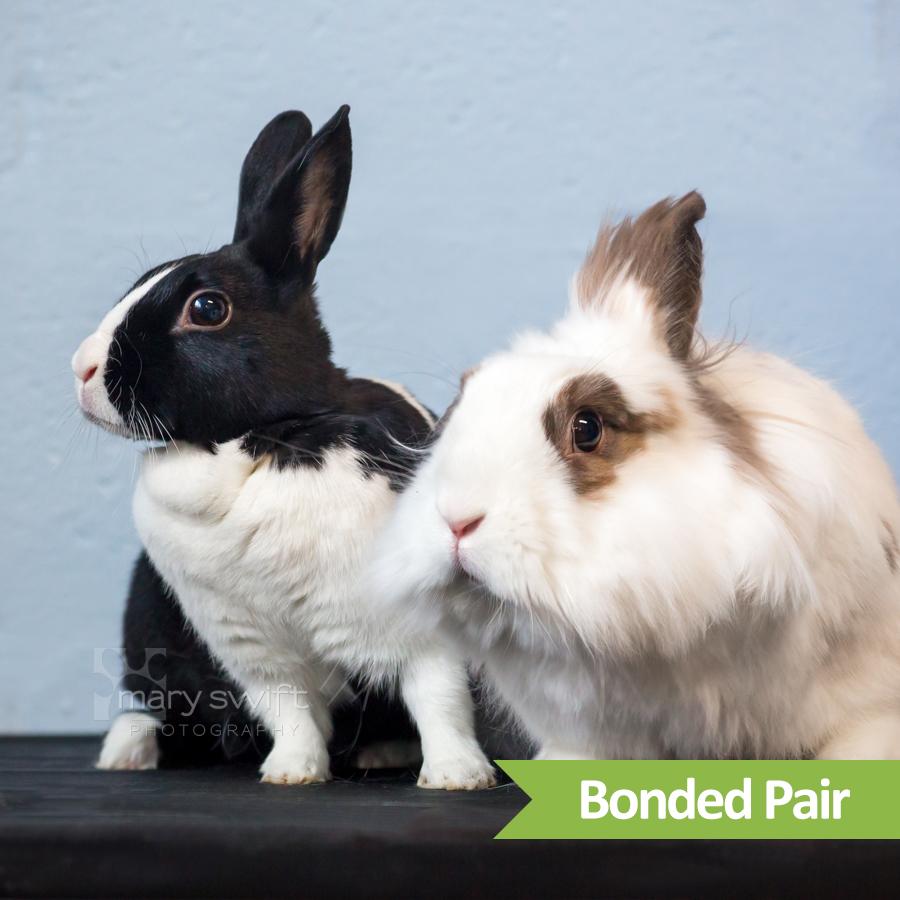 Enlarge Daisy (bonded with Rome), a ADOPTABLE American in Reisterstown, MD image 2/3