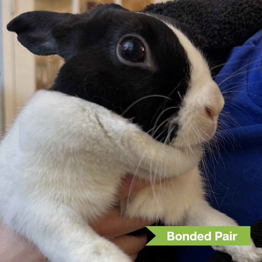 Enlarge Daisy (bonded with Rome), a ADOPTABLE American in Reisterstown, MD image 3/3