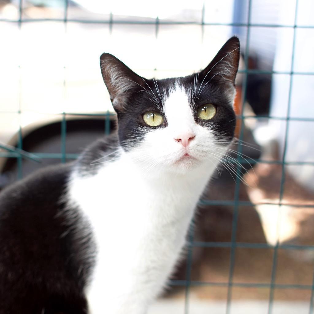 Laney, Adoptable, Adult Female Domestic Short Hair.