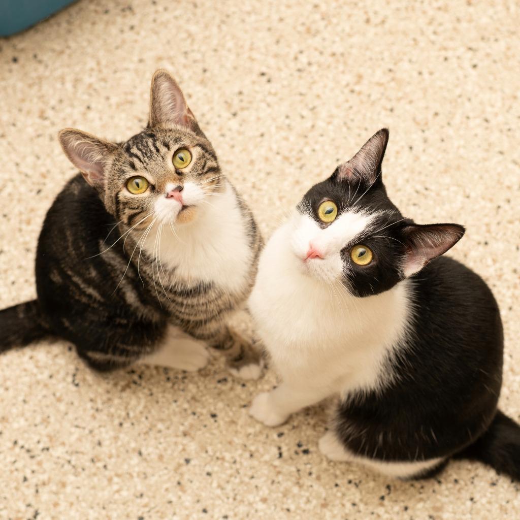 Laney, Adoptable, Adult Female Domestic Short Hair.