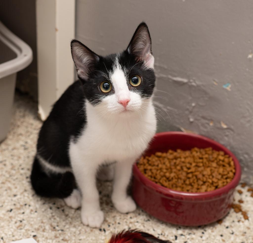 Enlarge Laney, a Adoptable mixed breed in Los Angeles, CA image 2/6