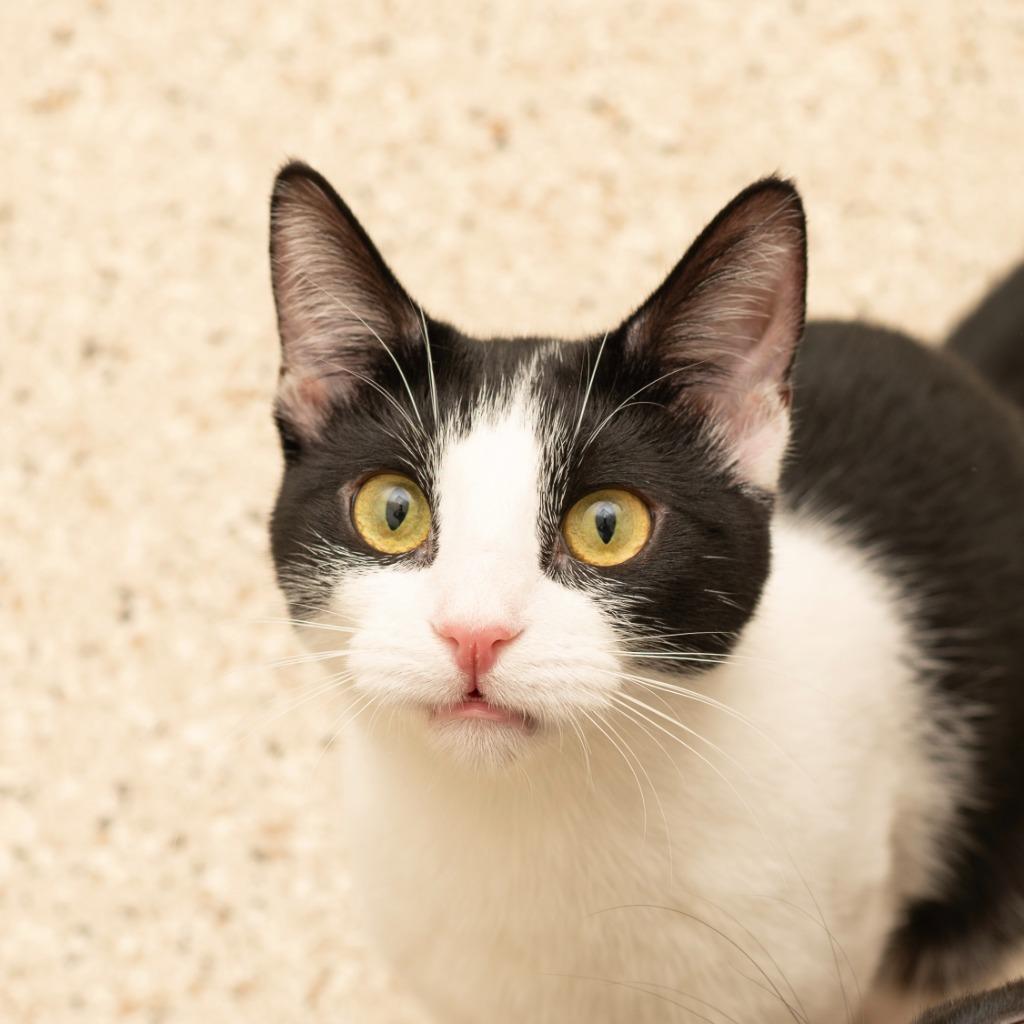 Enlarge Laney, a Adoptable mixed breed in Los Angeles, CA image 5/6