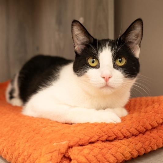 Enlarge Laney, a Adoptable mixed breed in Los Angeles, CA image 3/6