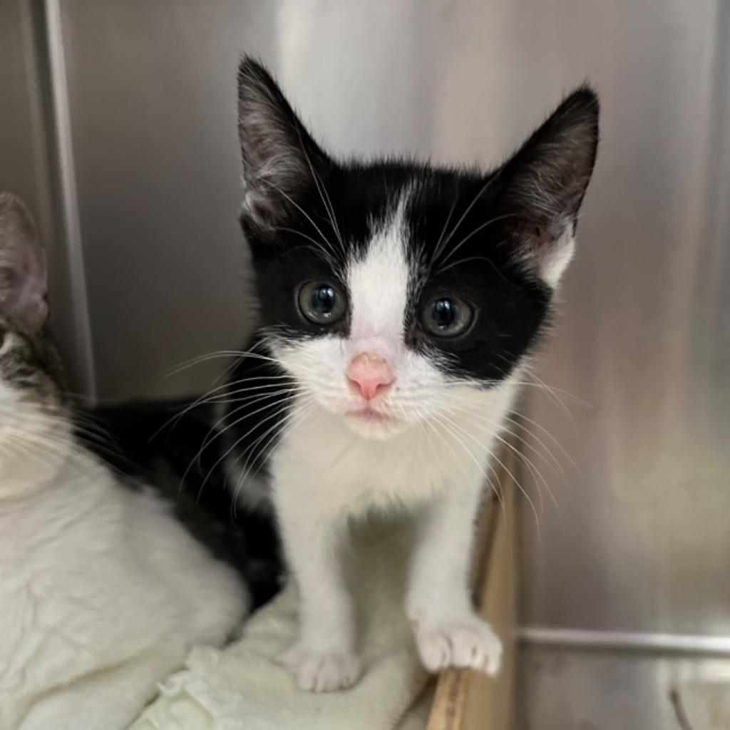 Enlarge Laney, a Adoptable mixed breed in Los Angeles, CA image 6/6