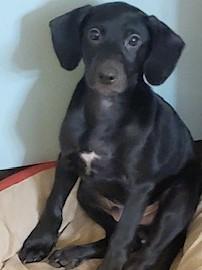 Enlarge KODA, a Adoptable mixed breed in fort worth, TX image 1/3