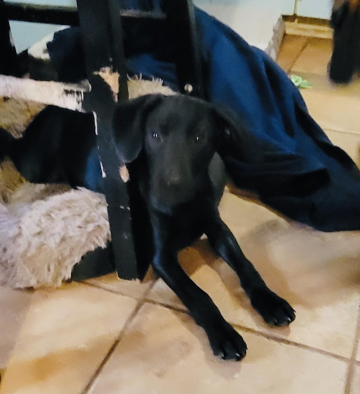 Enlarge KODA, a Adoptable mixed breed in fort worth, TX image 2/3