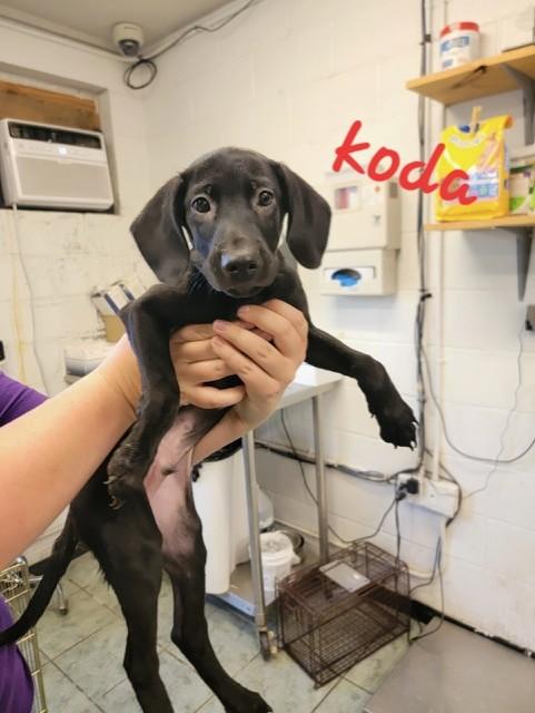 Enlarge KODA, a Adoptable mixed breed in fort worth, TX image 3/3