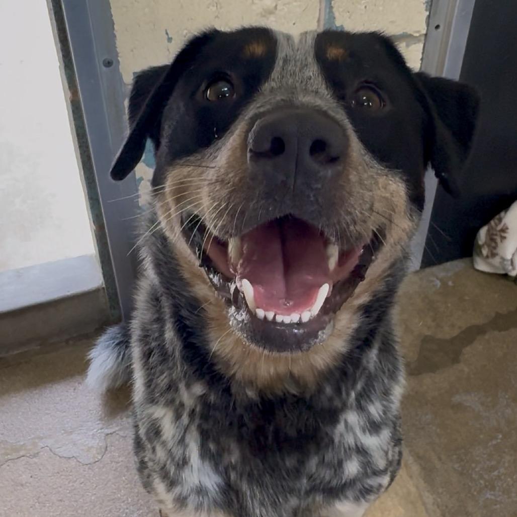 Enlarge Calhoun FC TM, a Adoptable Australian Cattle Dog / Blue Heeler in Union, MO image 1/6