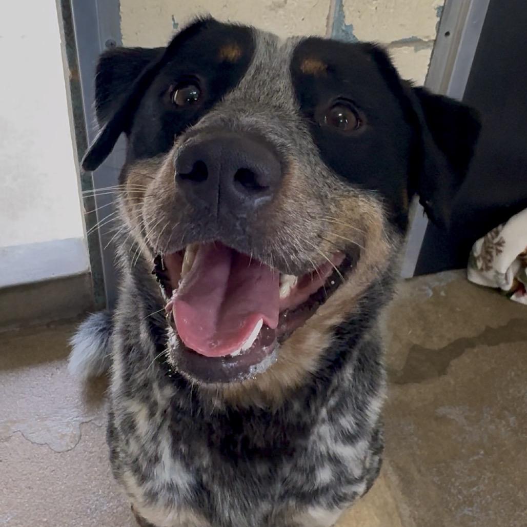 Enlarge Calhoun FC TM, a Adoptable Australian Cattle Dog / Blue Heeler in Union, MO image 2/6